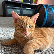 Jasper is registered to the contest to win money with this photo: cat, kitten, orange_tabby, pet, indoor, carpet, close_up, whiskers, ears, paw, pink_nose, fur, eyes, living_room, tv_stand, television, cat_tunnel, cozy, portrait, furniture