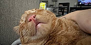 Jasper joined the competition — help win amazing prizes! cat, ginger_cat, sleeping_cat, pet, indoor, couch, close_up, whiskers, pink_nose, mouth, fur, human_arm, tattoo, cozy, nap, domestic_animal, furniture, television, bookshelf, soda_can