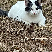 Romeo joined the competition — help win amazing prizes! animal, black_markings, cat, close_up, cute, dry_leaves, ears, feline, fur, grass, green_eyes, head, lying_down, mammal, nature, outdoor, pet, resting, white_fur, wildlife