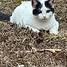 animal, black_markings, cat, close_up, cute, dry_leaves, ears, feline, fur, grass, green_eyes, head, lying_down, mammal, nature, outdoor, pet, resting, white_fur, wildlife