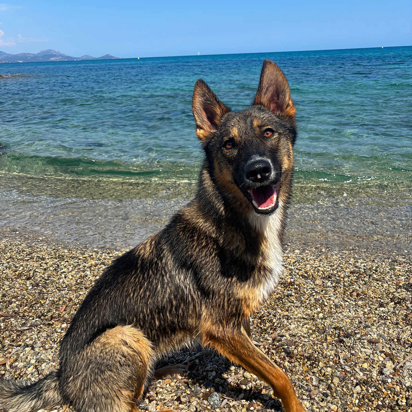 Luna participe au concours pour gagner de l'argent avec cette photo : animal, beach, canine, coast, dog, german_shepherd, happy, nature, outdoor, pebble, pet, playful, portrait, sea, shore, sitting, sky, summer, sunny, water