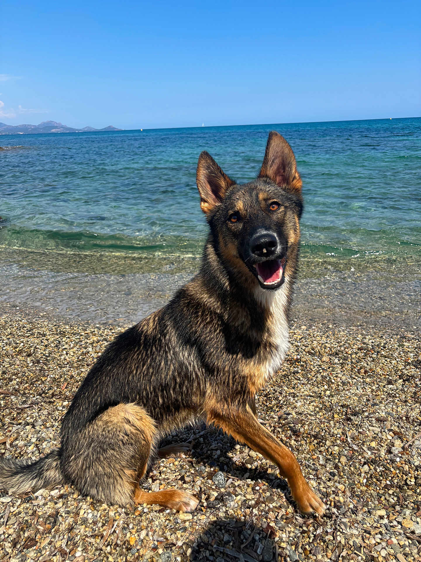Luna participe au concours pour gagner de l'argent avec cette photo : dog, german_shepherd, beach, sea, water, pebble, sky, outdoor, animal, pet, canine, nature, summer, sunny, happy, sitting, portrait, coast, shore, playful