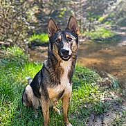 Luna a rejoint le concours — aidez-le/la à gagner de superbes lots ! dog, german_shepherd, grass, outdoor, nature, water, creek, sunlight, forest, animal, canine, pet, mammal, sitting, ears_up, brown, black, fur, portrait, daylight