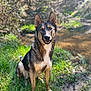 dog, german_shepherd, grass, outdoor, nature, water, creek, sunlight, forest, animal, canine, pet, mammal, sitting, ears_up, brown, black, fur, portrait, daylight
