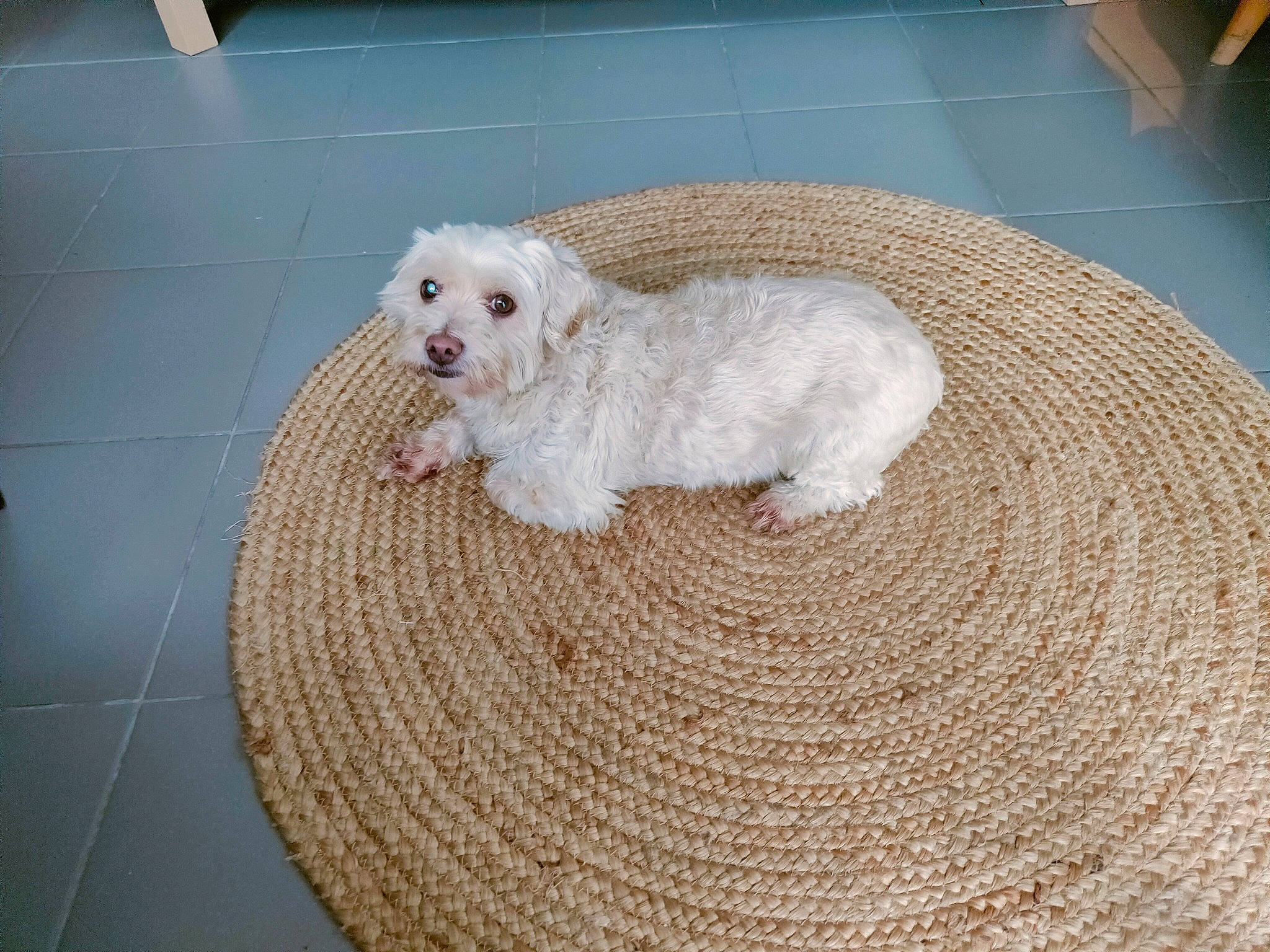 Masy a rejoint le concours — aidez-le/la à gagner de superbes lots ! canidae, carnivore, comfort, companion_dog, couch, dog, dog_bed, dog_breed, dog_supply, flooring, fur, hardwood, labradoodle, paw, pet_supply, sporting_group, terrier, toy_dog, wood, woven_fabric