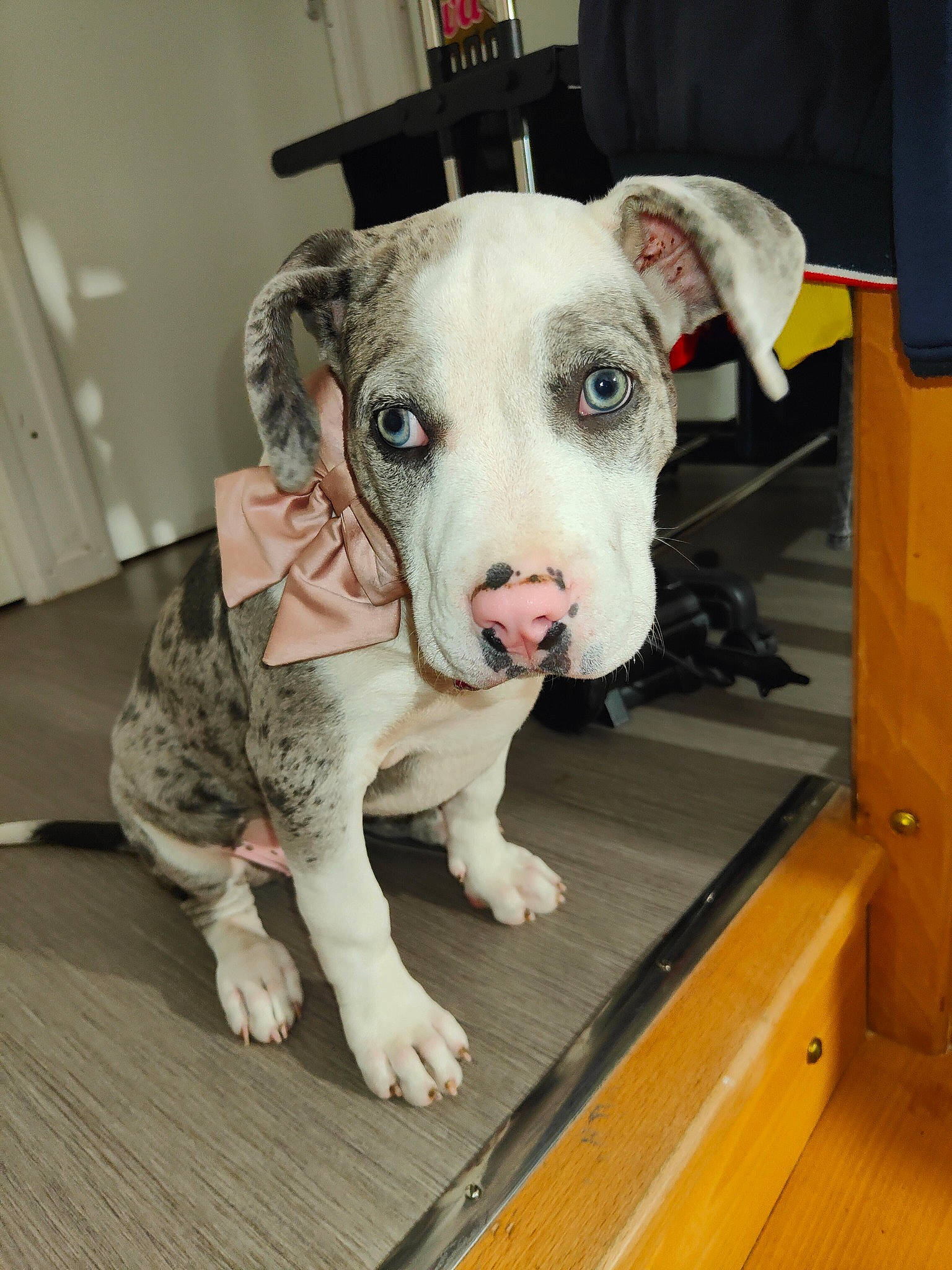 Tanya a rejoint le concours — aidez-le/la à gagner de superbes lots ! canidae, carnivore, collar, companion_dog, dog, dog_breed, dog_clothes, dog_supply, dogo_argentino, fawn, fur, guard_dog, non_sporting_group, pet_supply, pit_bull, snout, sporting_group, whiskers, wood, working_animal