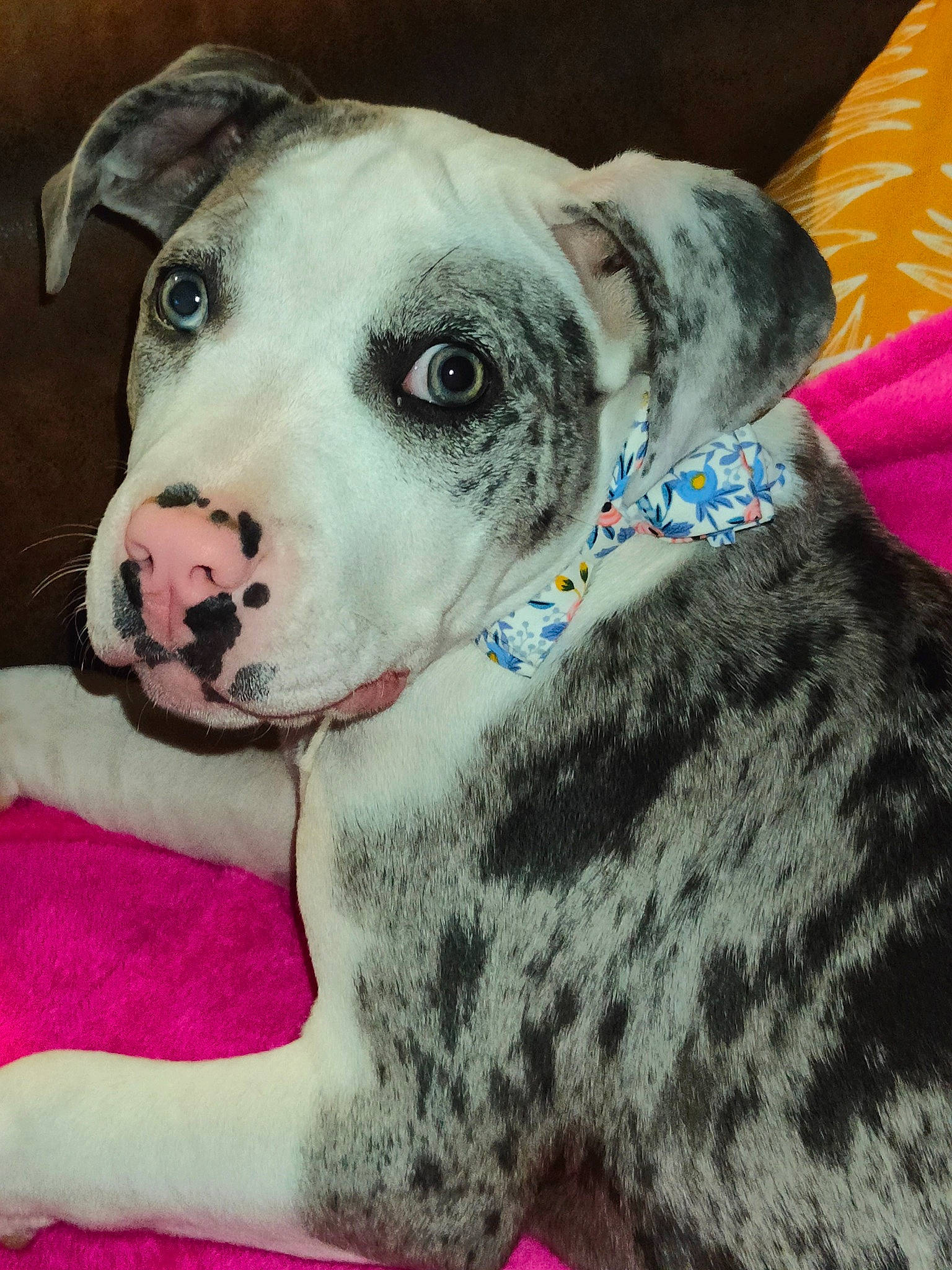 Tanya participe au concours pour gagner de l'argent avec cette photo : canidae, carnivore, collar, comfort, companion_dog, dog, dog_breed, dog_collar, dog_supply, fawn, fur, leash, non_sporting_group, pattern, pet_supply, snout, sporting_group, terrestrial_animal, whiskers, working_animal