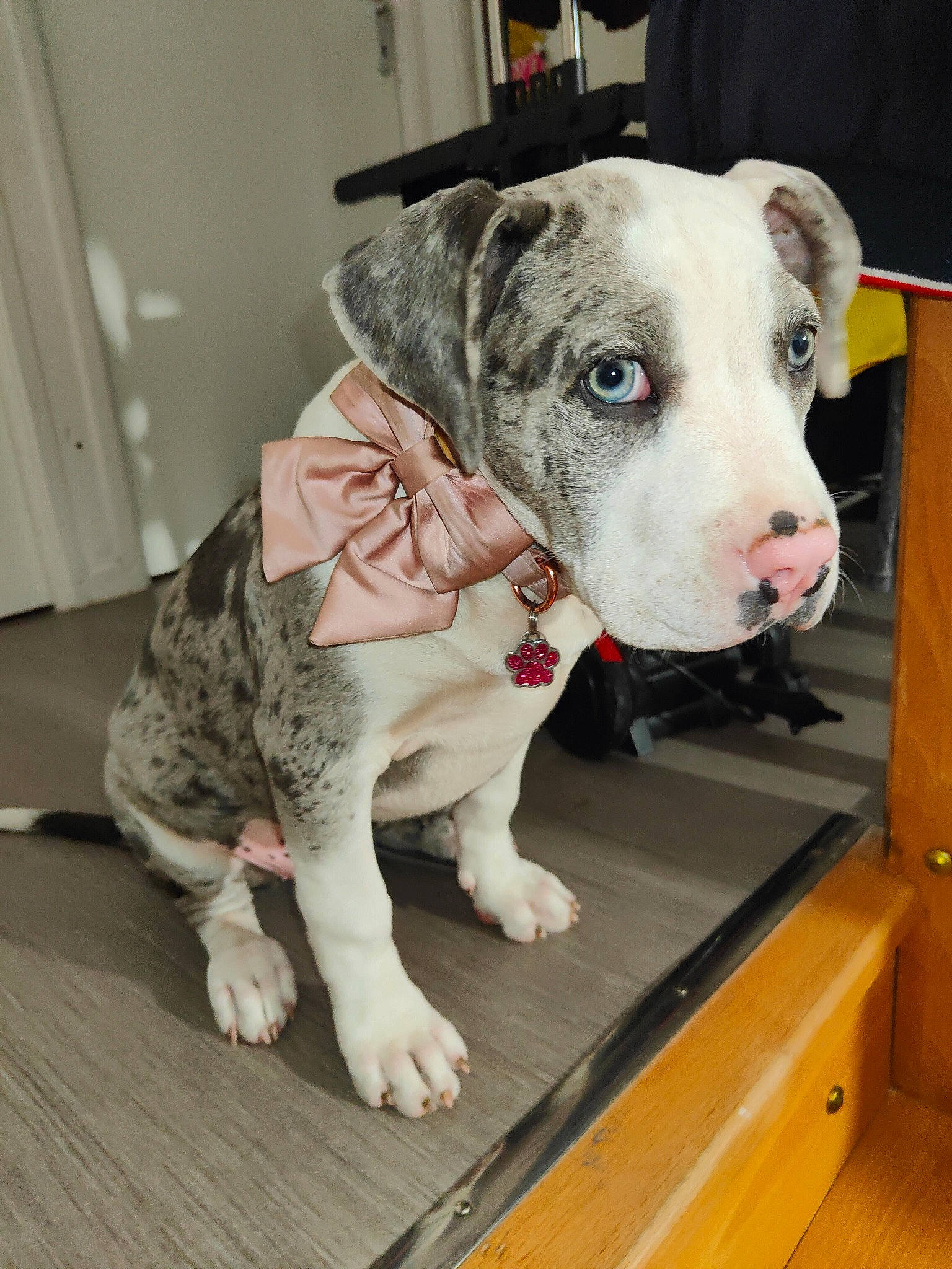 Tanya a rejoint le concours — aidez-le/la à gagner de superbes lots ! canidae, carnivore, collar, companion_dog, dog, dog_breed, dog_clothes, dog_collar, dog_supply, fawn, fur, guard_dog, leash, non_sporting_group, pet_supply, snout, sporting_group, terrestrial_animal, whiskers, working_animal