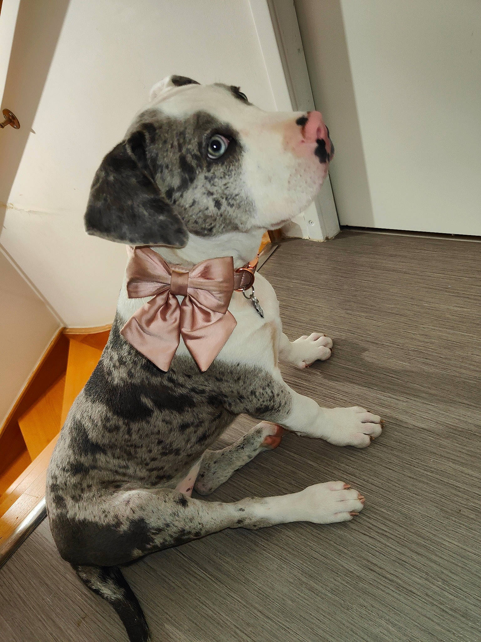 Tanya participe au concours pour gagner de l'argent avec cette photo : canidae, carnivore, collar, companion_dog, dog, dog_breed, dog_clothes, dog_supply, fawn, flooring, fur, grey, pet_supply, snout, sporting_group, toy, toy_dog, whiskers, wood, working_animal