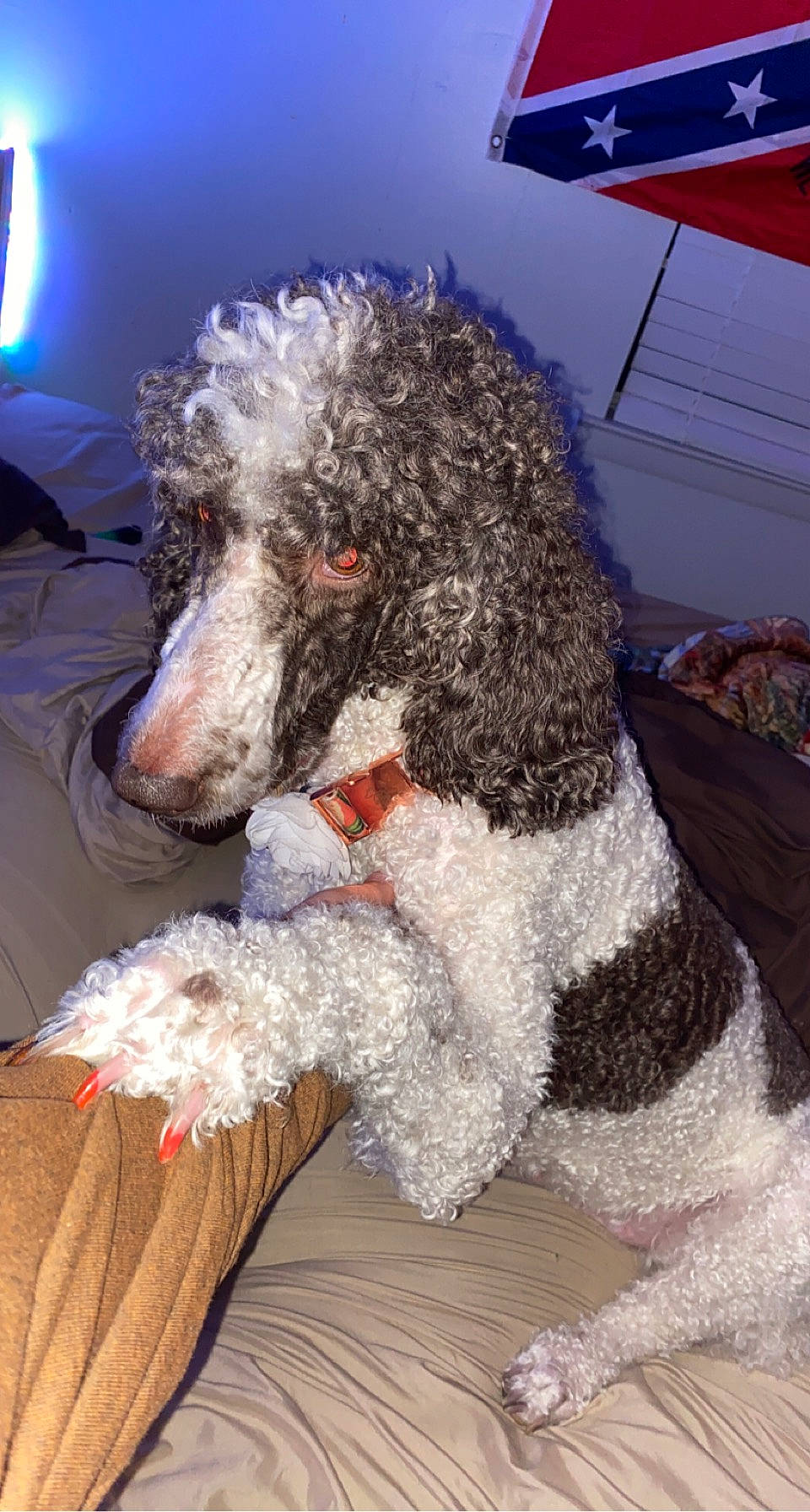 Layla joined the competition — help win amazing prizes! canidae, carnivore, collar, companion_dog, dog, dog_breed, dog_collar, dog_supply, fur, labradoodle, pet_supply, poodle, poodle_crossbreed, snout, sporting_group, standard_poodle, terrier, toy_dog, water_dog, working_animal
