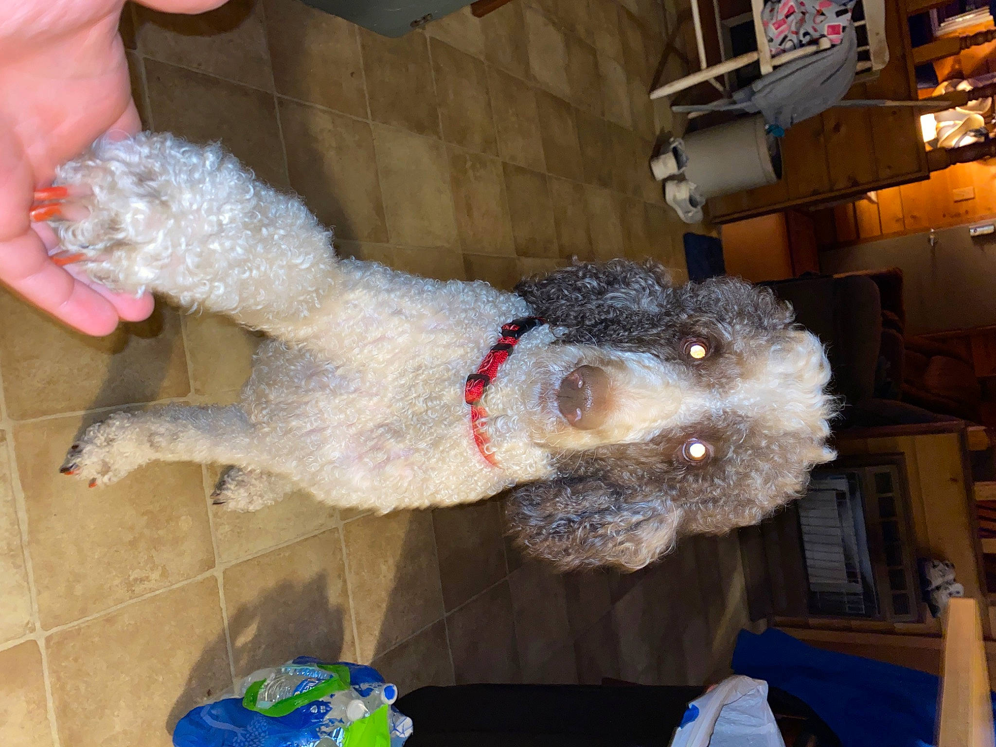 Layla is registered to the contest to win money with this photo: companion_dog, dog, event, fur, natural_material, pinata, plush, stuffed_toy, tail, textile, toy