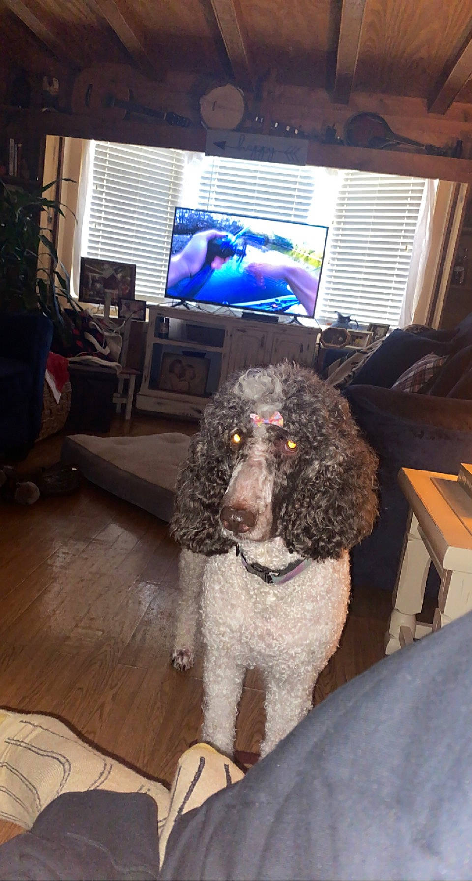 Layla is registered to the contest to win money with this photo: canidae, carnivore, chair, companion_dog, dog, dog_breed, floor, flooring, fur, led_backlit_lcd_display, liver, poodle, spaniel, sporting_group, standard_poodle, television, terrier, toy_dog, water_dog, working_animal