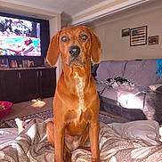 Copper is registered to the contest to win money with this photo: dog, indoor, blanket, couch, television, living_room, carpet, furniture, wall_art, pet, brown_dog, portrait, canine, home, relaxation, animal, domestic_animal, seated, alert, blanket_pattern