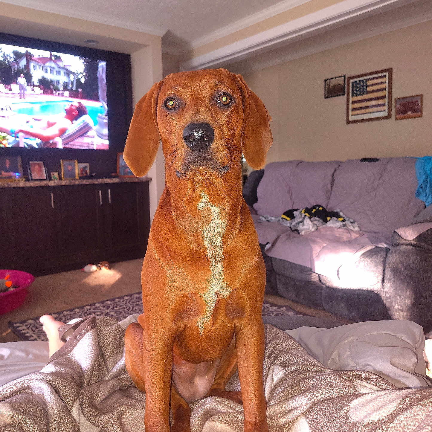 Copper is registered to the contest to win money with this photo: dog, indoor, blanket, couch, television, living_room, carpet, furniture, wall_art, pet, brown_dog, portrait, canine, home, relaxation, animal, domestic_animal, seated, alert, blanket_pattern