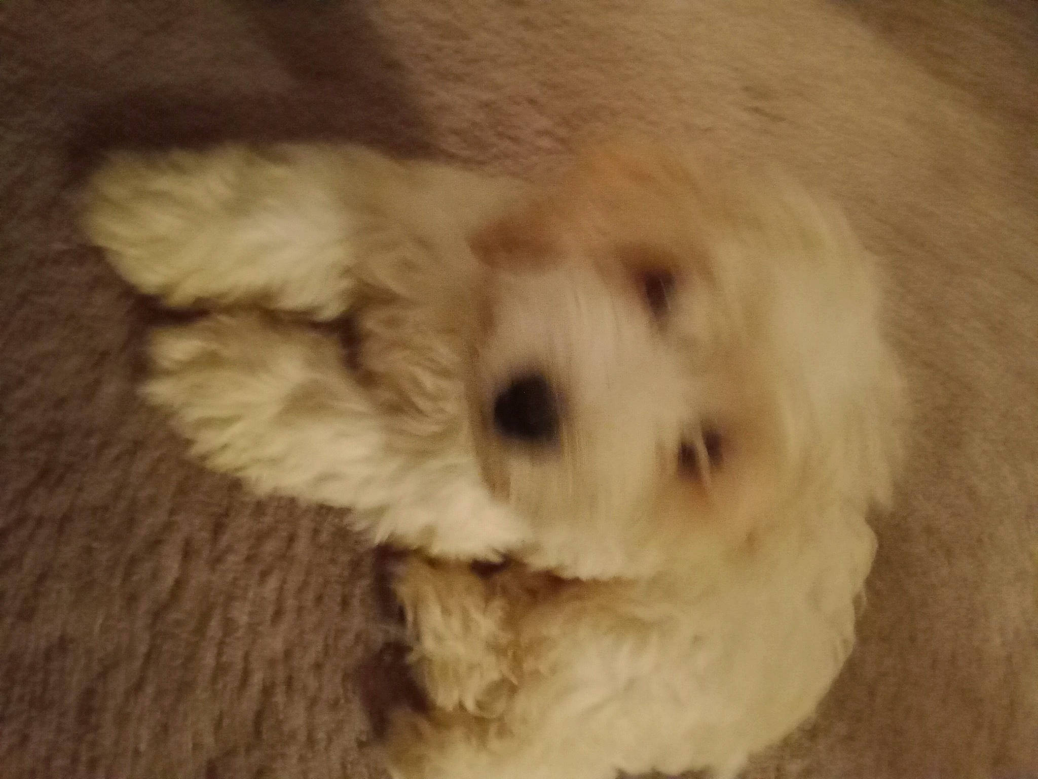 Peaches joined the competition — help win amazing prizes! canidae, carnivore, companion_dog, dog, dog_breed, fur, labradoodle, maltepoo, non_sporting_group, poodle_crossbreed, puppy, shih_poo, small_terrier, snout, sporting_group, terrier, toy_dog, water_dog, whiskers, working_animal