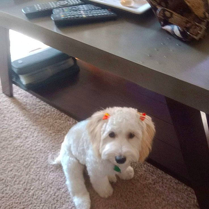 Peaches is registered to the contest to win money with this photo: canidae, carnivore, companion_dog, dog, dog_breed, dog_supply, floor, flooring, fur, hardwood, labradoodle, small_terrier, snout, sporting_group, table, tail, terrier, toy_dog, wood, working_animal