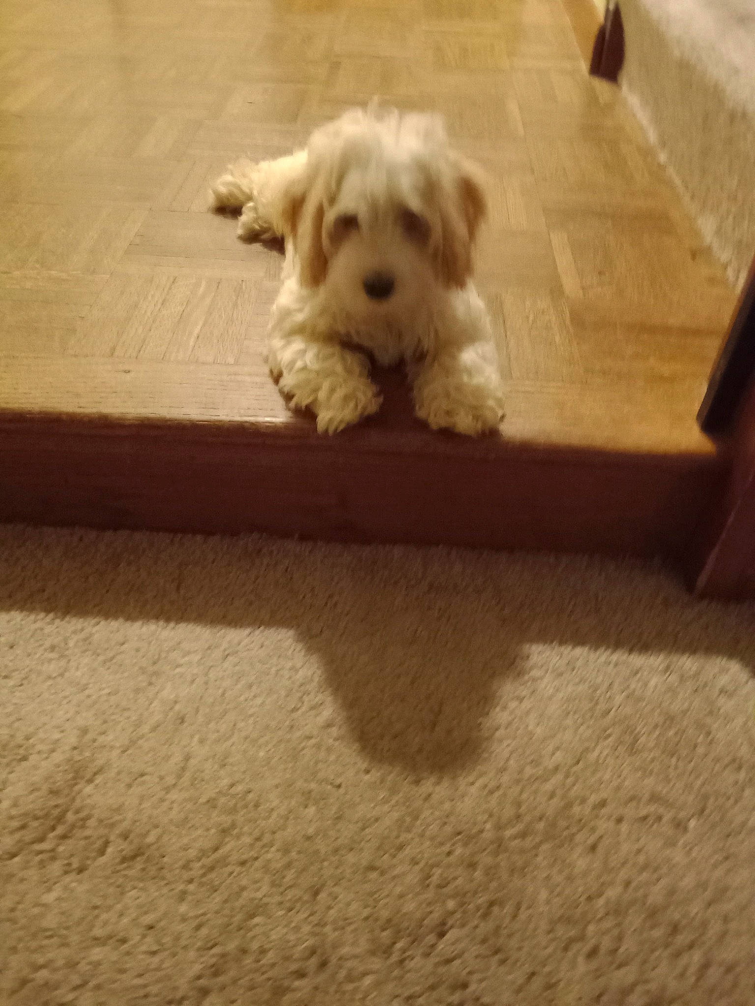 Peaches joined the competition — help win amazing prizes! beige, canidae, carnivore, companion_dog, dog, dog_breed, fawn, floor, flooring, hardwood, labradoodle, paw, rectangle, small_terrier, sporting_group, terrier, toy_dog, wood, wood_flooring, working_animal