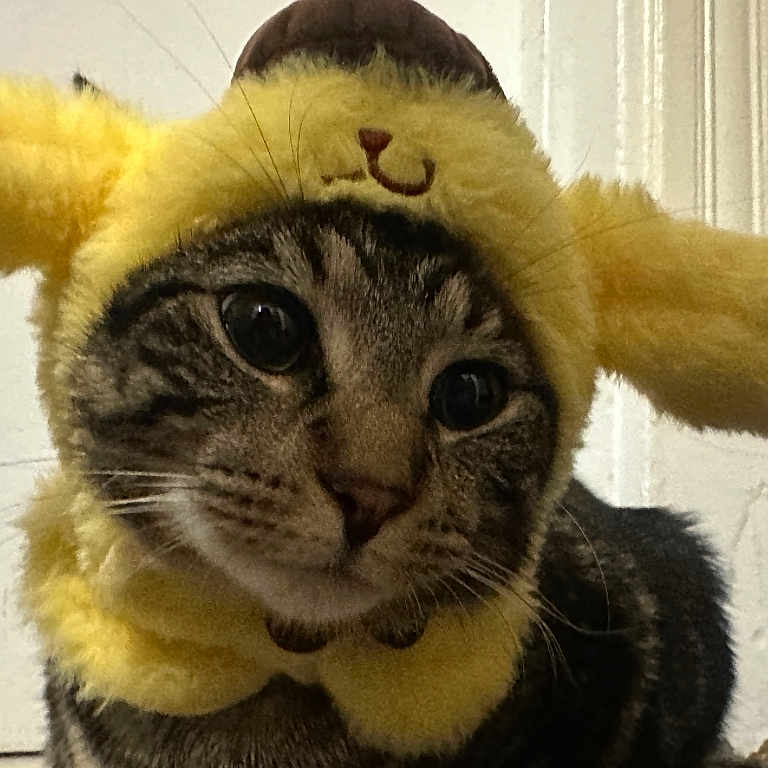 Dylan joined the competition — help win amazing prizes! animal, cat, close_up, costume, curious, cute, domestic_cat, ears, face, feline, fluffy, fur, headwear, indoor, mammal, pet, portrait, tabby_cat, whiskers, yellow_hat
