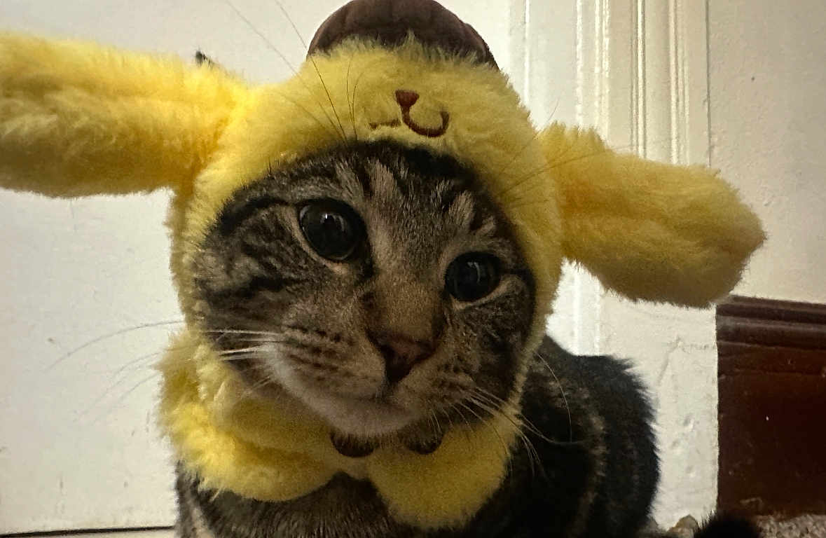 Dylan joined the competition — help win amazing prizes! cat, tabby_cat, pet, animal, costume, yellow_hat, fluffy, indoor, close_up, face, whiskers, ears, feline, cute, curious, domestic_cat, portrait, fur, headwear, mammal
