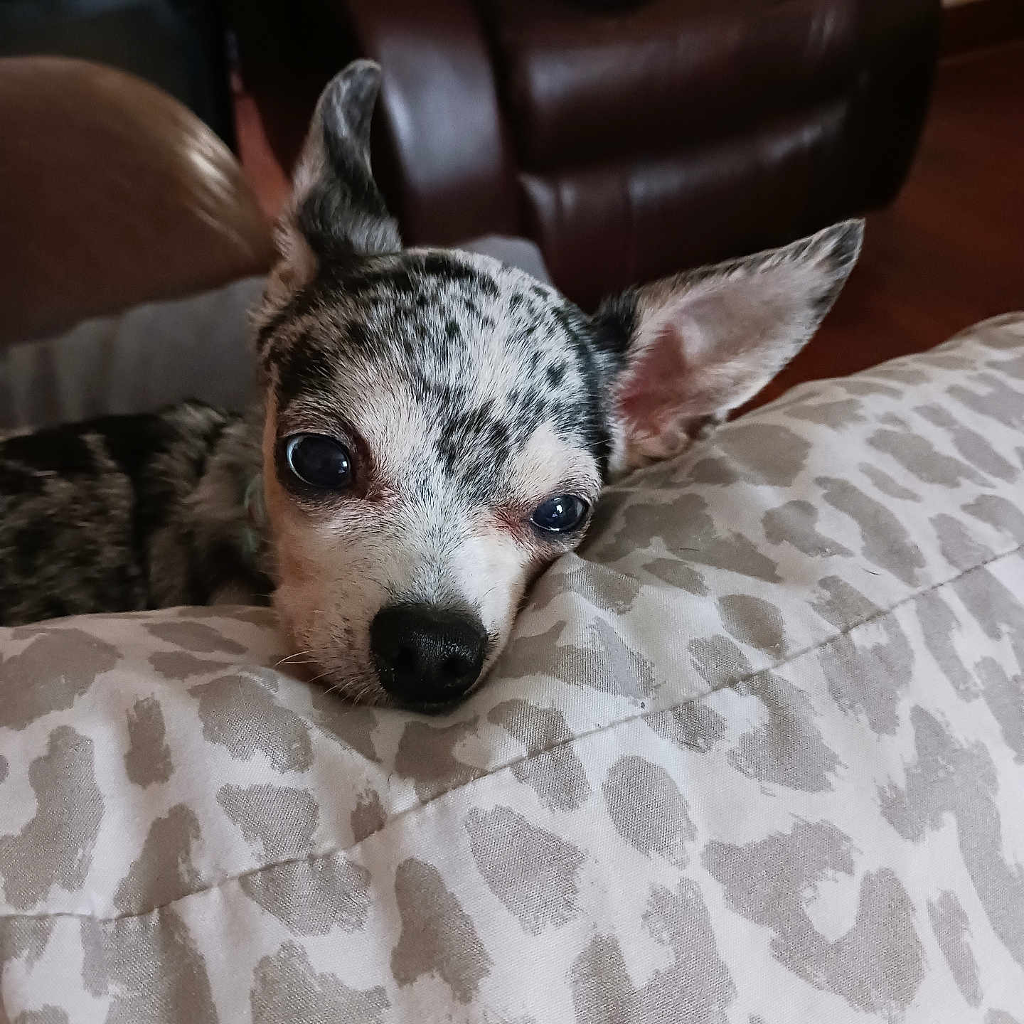 Bella