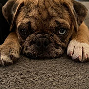 Mable is registered to the contest to win money with this photo: adorable, animal, black, brown, carpet, close_up, cute, dog, ears, expression, face, fur, indoor, lying_down, paw, pet, portrait, pug, puppy, whiskers