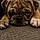 Mable