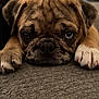 adorable, animal, black, brown, carpet, close_up, cute, dog, ears, expression, face, fur, indoor, lying_down, paw, pet, portrait, pug, puppy, whiskers