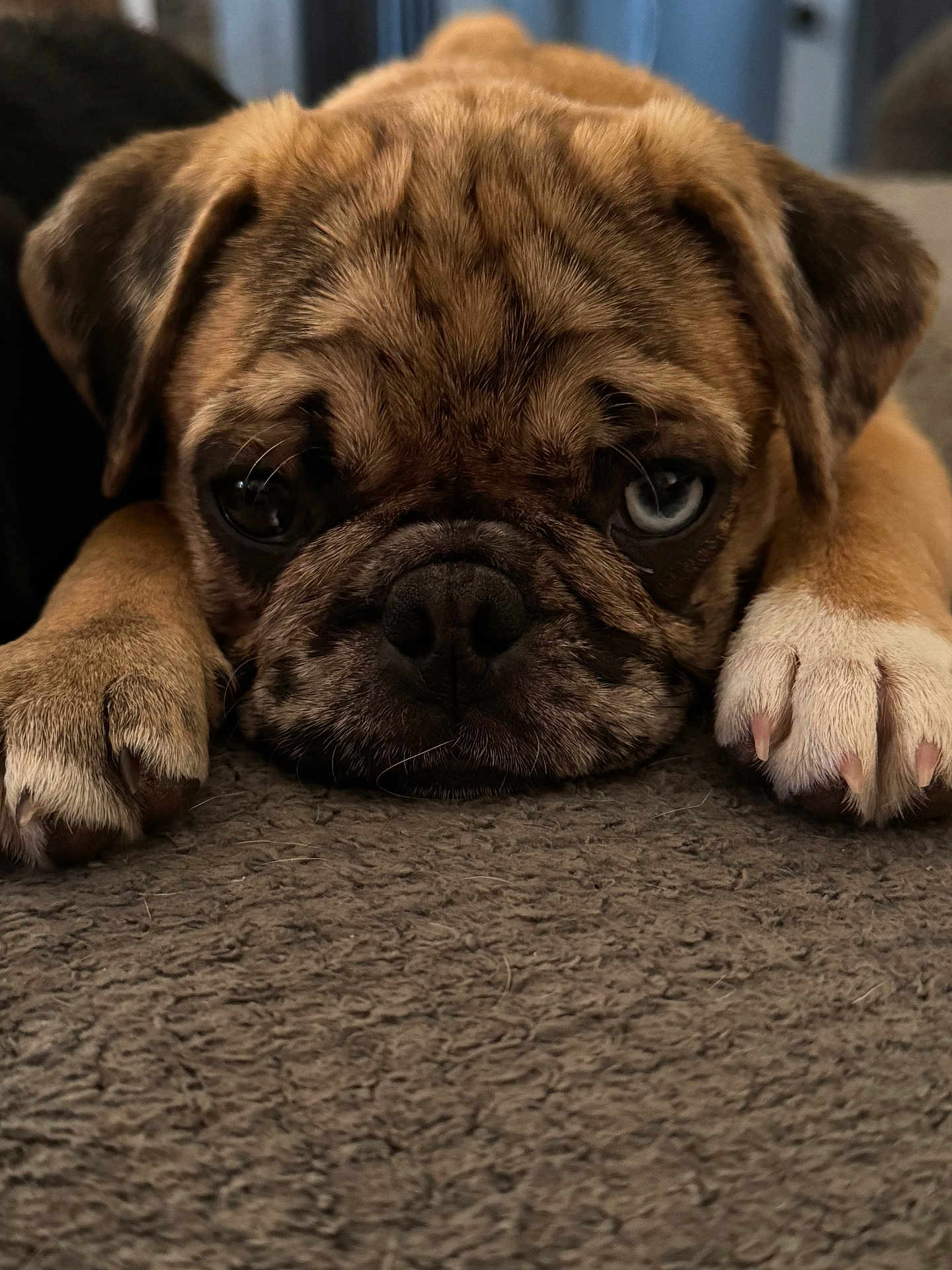 Mable