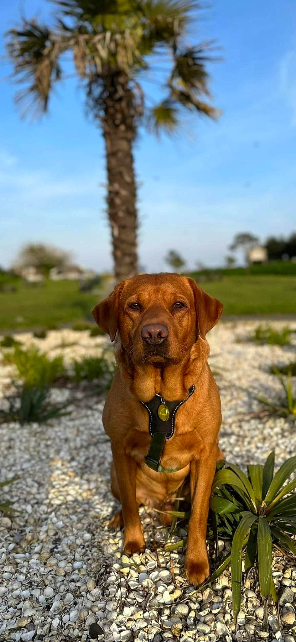 Buds joined the competition — help win amazing prizes! canidae, carnivore, collar, companion_dog, dog, dog_breed, dog_collar, fawn, grass, gun_dog, landscape, liver, palm_tree, plant, sky, snout, sporting_group, tree, working_animal, working_dog