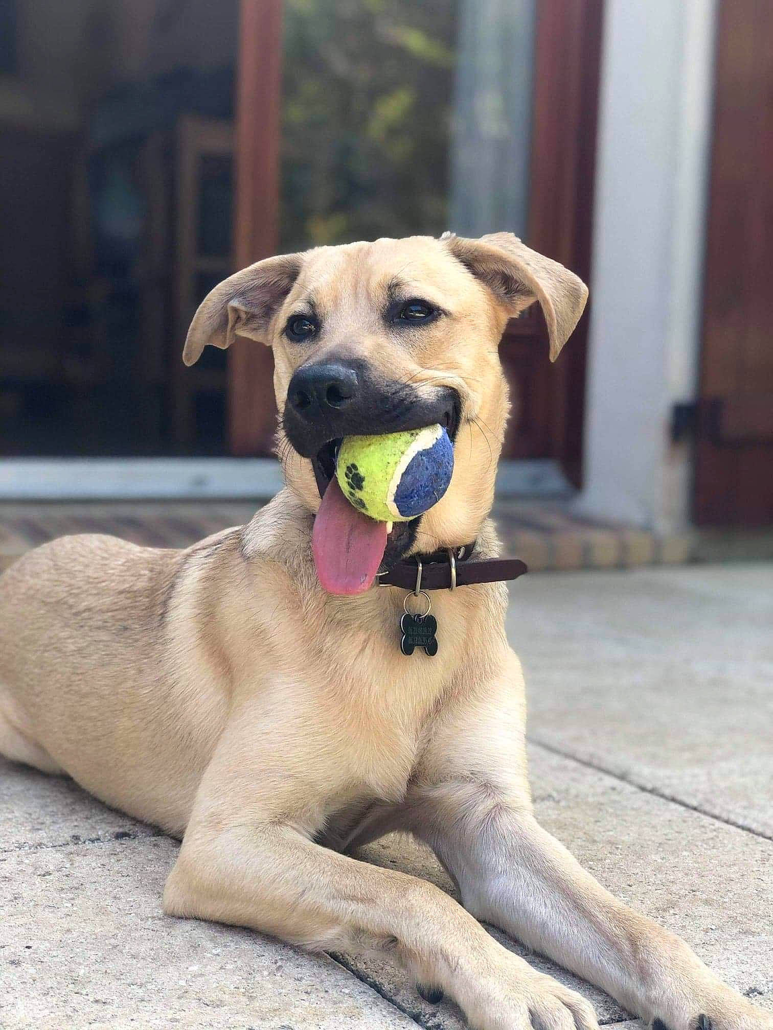 Koda a rejoint le concours — aidez-le/la à gagner de superbes lots ! canidae, carnivore, collar, companion_dog, dog, dog_breed, dog_collar, dog_supply, fawn, gun_dog, paw, pet_supply, retriever, snout, sporting_group, street_dog, tail, whiskers, working_animal, working_dog