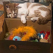 Reba joined the competition — help win amazing prizes! cat, orange_tabby, white_fur, cardboard_box, cat_toys, feather_toy, plush_toy, hardwood_floor, indoor, pet, cozy, sleeping, paw, tail, whiskers, curious, resting, home_interior, furniture, playful