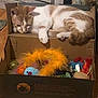 cat, orange_tabby, white_fur, cardboard_box, cat_toys, feather_toy, plush_toy, hardwood_floor, indoor, pet, cozy, sleeping, paw, tail, whiskers, curious, resting, home_interior, furniture, playful