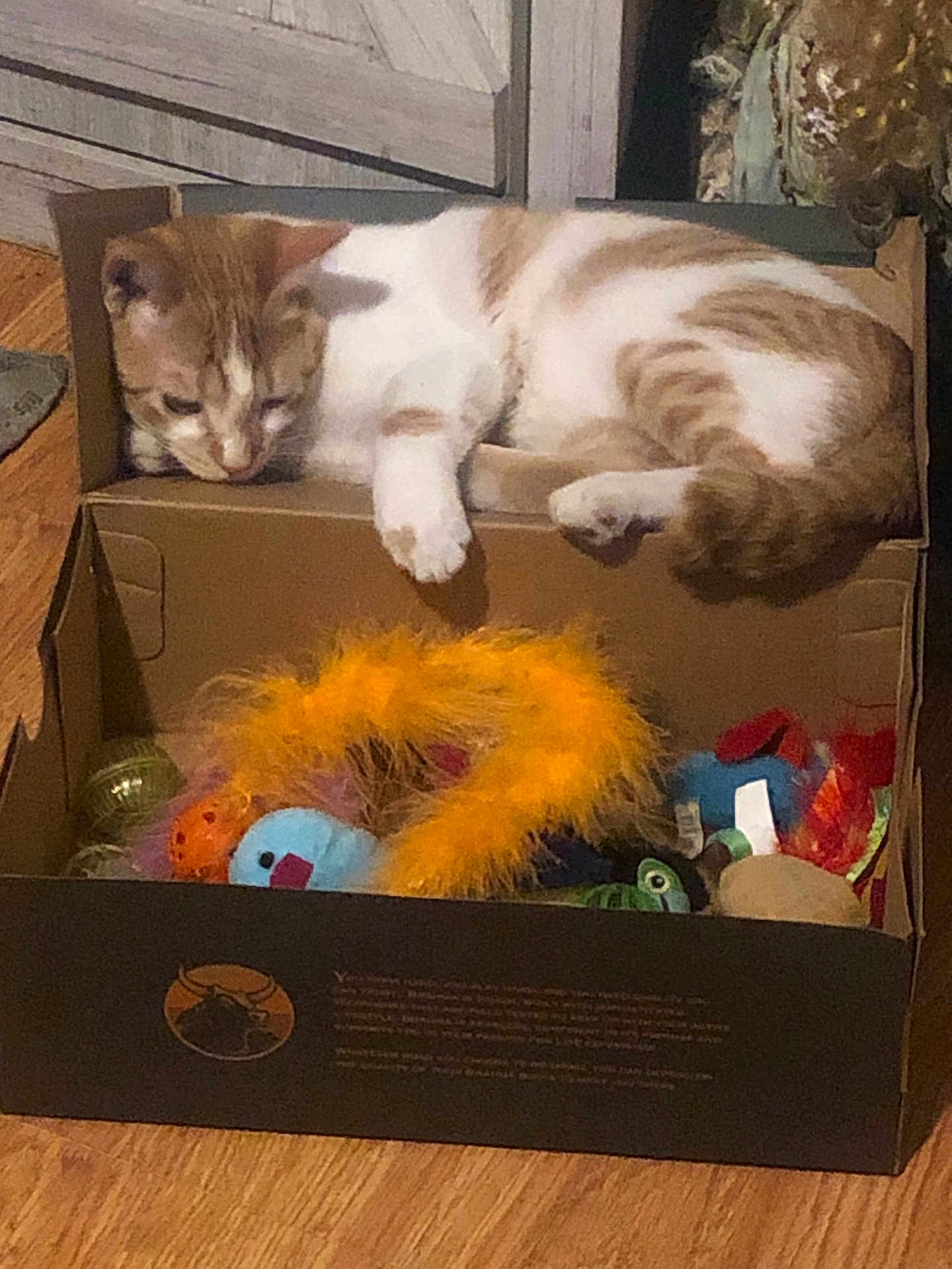 Reba joined the competition — help win amazing prizes! cat, orange_tabby, white_fur, cardboard_box, cat_toys, feather_toy, plush_toy, hardwood_floor, indoor, pet, cozy, sleeping, paw, tail, whiskers, curious, resting, home_interior, furniture, playful
