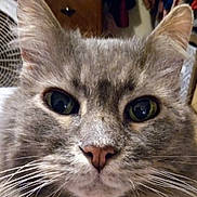 Smokey joined the competition — help win amazing prizes! animal, blurry_background, cat, close_up, cute, domestic_cat, ears, eyes, face, fan, feline, fur, gray_fur, household, indoor, nose, pet, portrait, whiskers