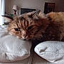 Mimine participe au concours pour gagner de l'argent avec cette photo : animal, blurred, cat, closeup, couch, cozy, fluffy, fur, furniture, home, indoor, lamp, living_room, pet, relaxed, resting, sleepy, soft, television, white