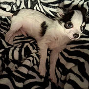 Gomez is registered to the contest to win money with this photo: puppy, dog, black_and_white, small_dog, lying_down, blanket, zebra_pattern, cute, pet, fur, animal, indoor, cozy, resting, young_dog, soft_texture, domestic_animal, companion, relaxed, curious