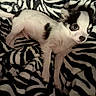 puppy, dog, black_and_white, small_dog, lying_down, blanket, zebra_pattern, cute, pet, fur, animal, indoor, cozy, resting, young_dog, soft_texture, domestic_animal, companion, relaxed, curious