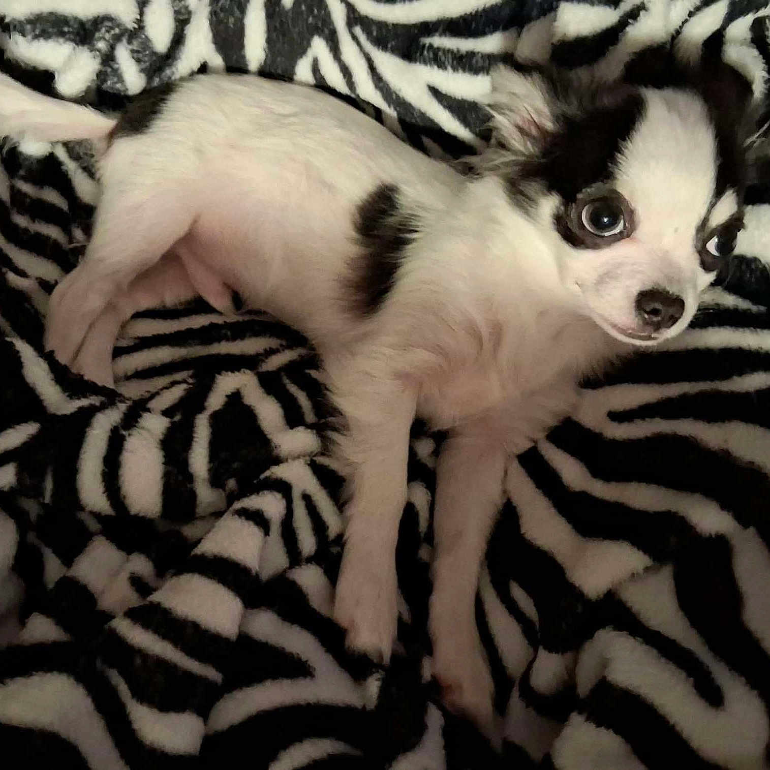Gomez