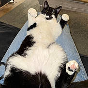 Ebi participe au concours pour gagner de l'argent avec cette photo : cat, black_and_white, fluffy, pet, animal, lap, jeans, indoor, relaxed, cute, paw, fur, lying_down, resting, domestic, mammal, whiskers, pink_paw_pad, comfort, home