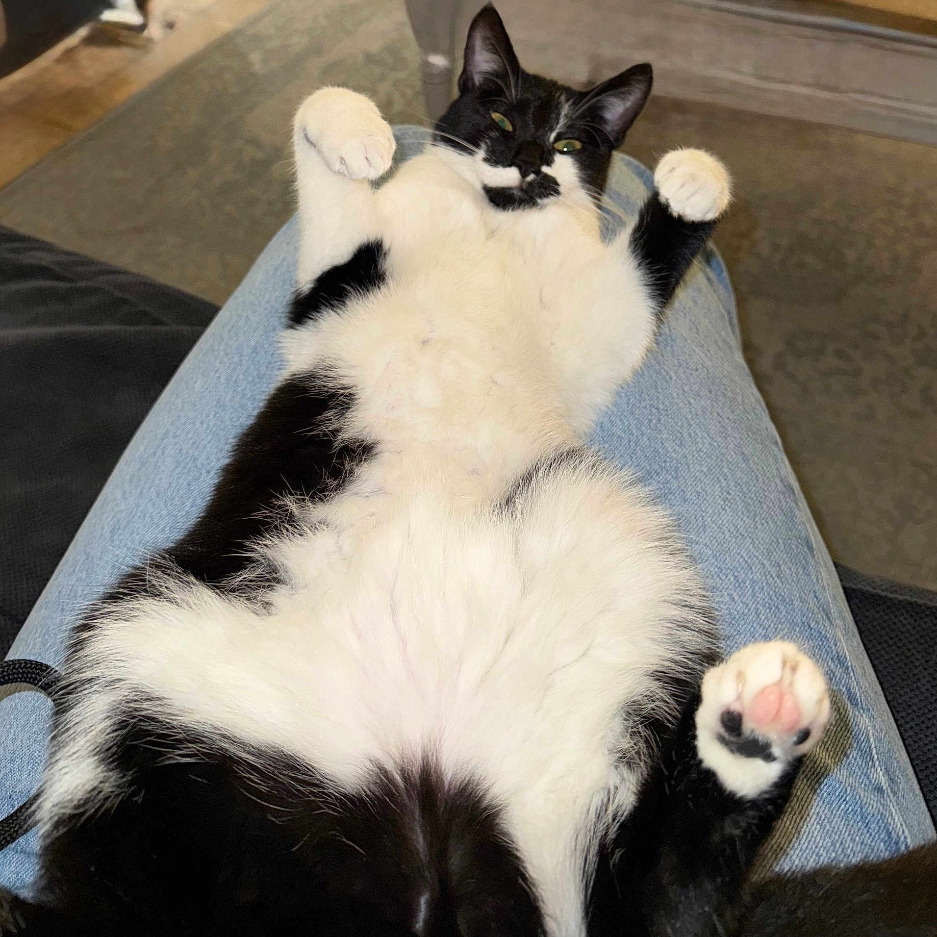 Ebi participe au concours pour gagner de l'argent avec cette photo : cat, black_and_white, fluffy, pet, animal, lap, jeans, indoor, relaxed, cute, paw, fur, lying_down, resting, domestic, mammal, whiskers, pink_paw_pad, comfort, home