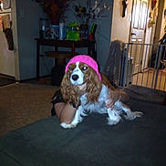 Daisy is registered to the contest to win money with this photo: dog, pink_hat, couch, living_room, person, carpet, furniture, hand, decorations, door, table, flower_arrangement, cozy, indoor, pet, knit_hat, brown_and_white, relaxed, seated, home