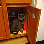 animal, cabinet, cat, cozy, curious, domestic, door, feline, floor, furniture, gray_cat, household, indoor, kitchen, open_door, pet, quiet, shelf, sitting, wooden_cabinet