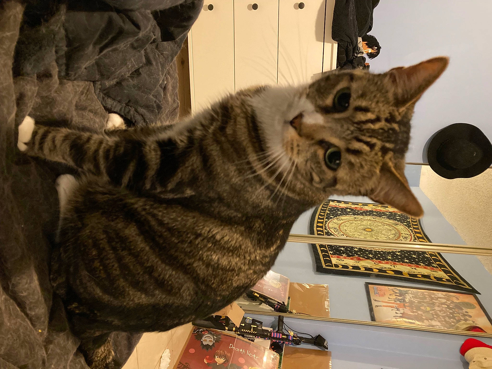 Rorke joined the competition — help win amazing prizes! carnivore, cat, claw, comfort, domestic_short_haired_cat, felidae, fur, military_camouflage, pattern, room, small_to_medium_sized_cats, snout, tail, whiskers, wood