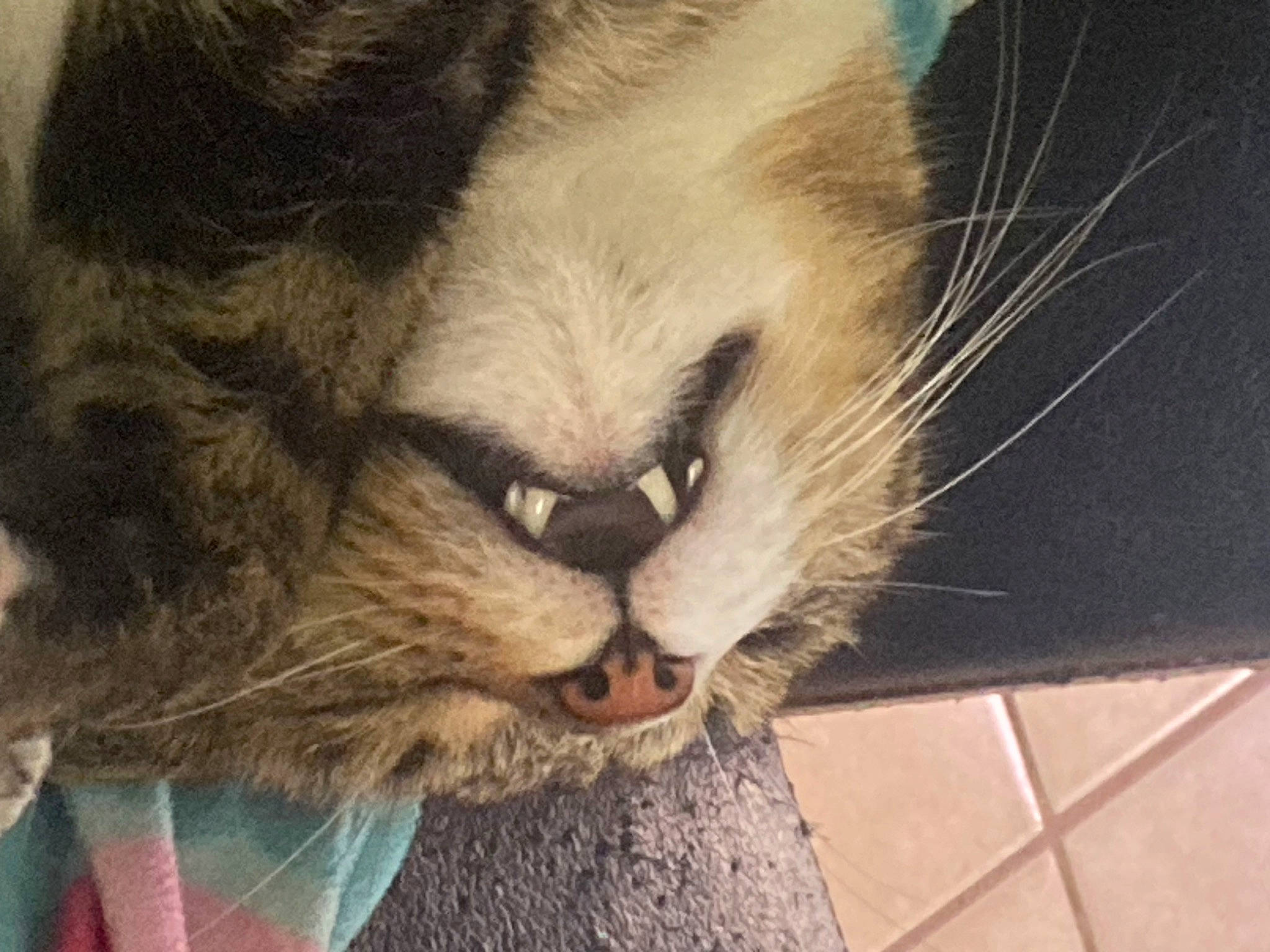 Rorke is registered to the contest to win money with this photo: carnivore, cat, claw, comfort, domestic_short_haired_cat, fang, felidae, flooring, fur, nap, paw, sleep, small_to_medium_sized_cats, snout, tail, terrestrial_animal, tile_flooring, whiskers, wood