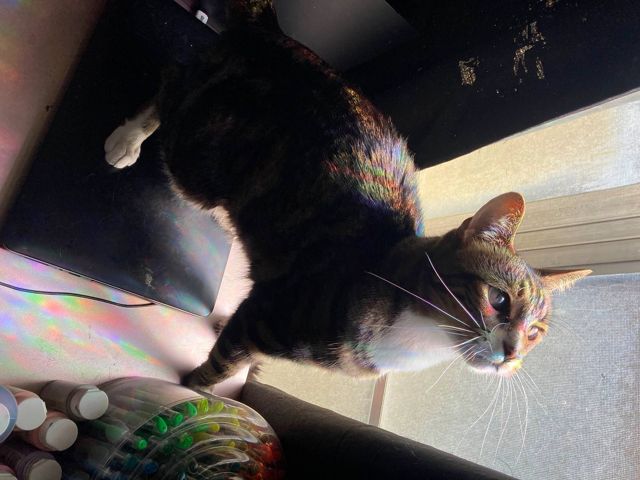 Rorke is registered to the contest to win money with this photo: ball, black_cat, carnivore, cat, domestic_short_haired_cat, felidae, fur, grass, pattern, paw, plant, small_to_medium_sized_cats, snout, tail, toy, whiskers, window