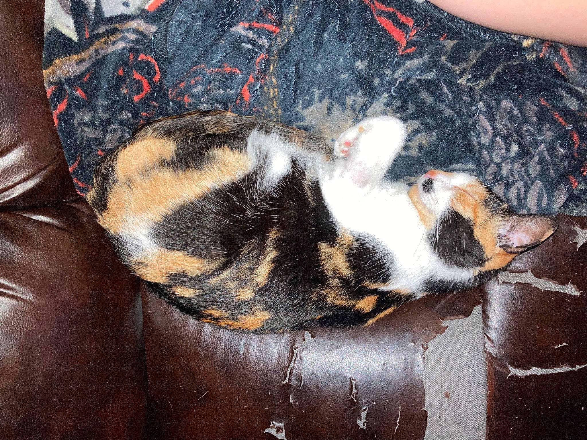 Coraline joined the competition — help win amazing prizes! carnivore, cat, comfort, domestic_short_haired_cat, felidae, fur, nap, pattern, paw, sleep, small_to_medium_sized_cats, tail, terrestrial_animal, whiskers