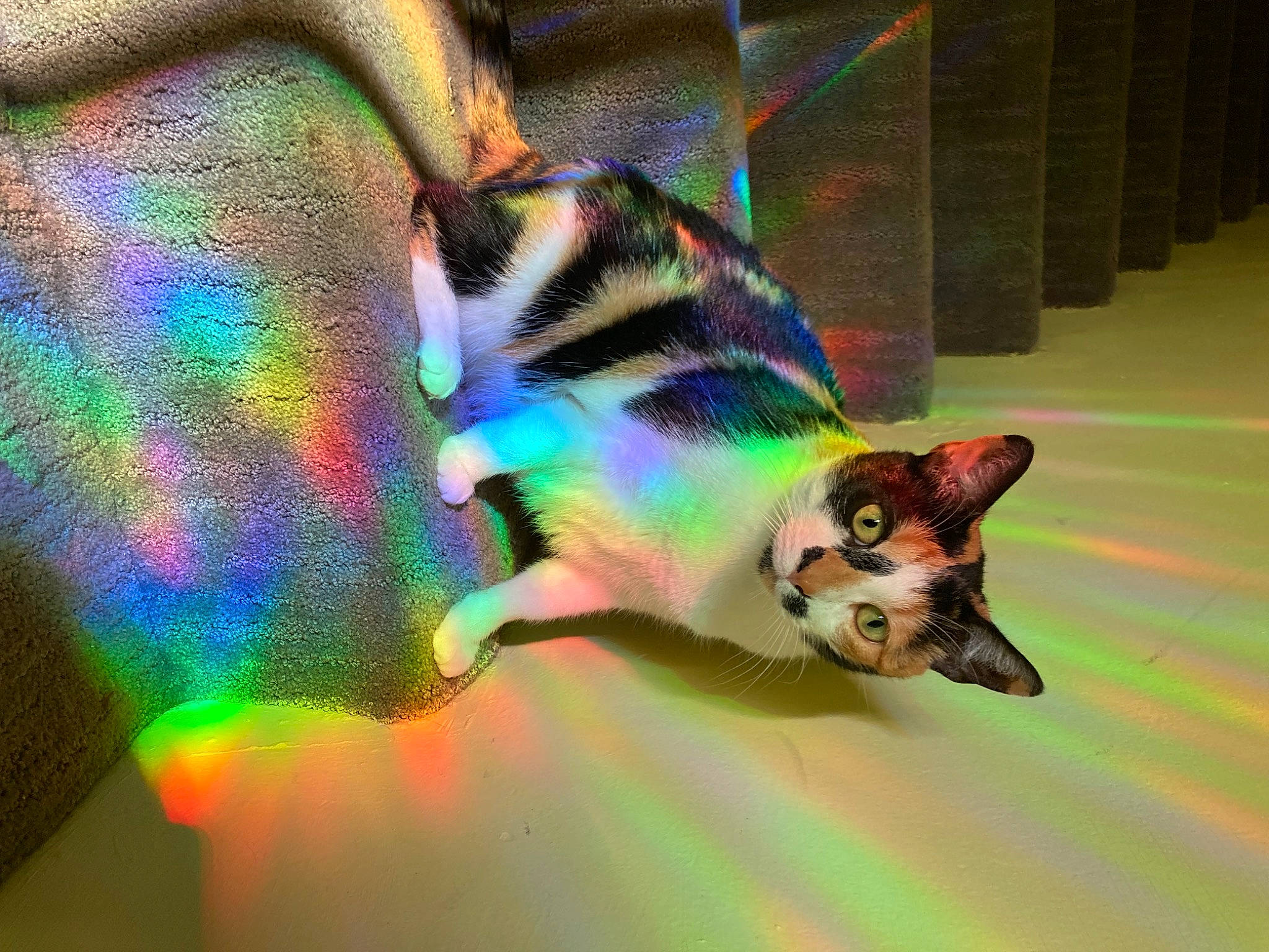 Coraline is registered to the contest to win money with this photo: art, carnivore, cat, darkness, domestic_short_haired_cat, electric_blue, felidae, flooring, fur, graphics, macro_photography, night, organism, paw, shadow, small_to_medium_sized_cats, tail, visual_arts, whiskers