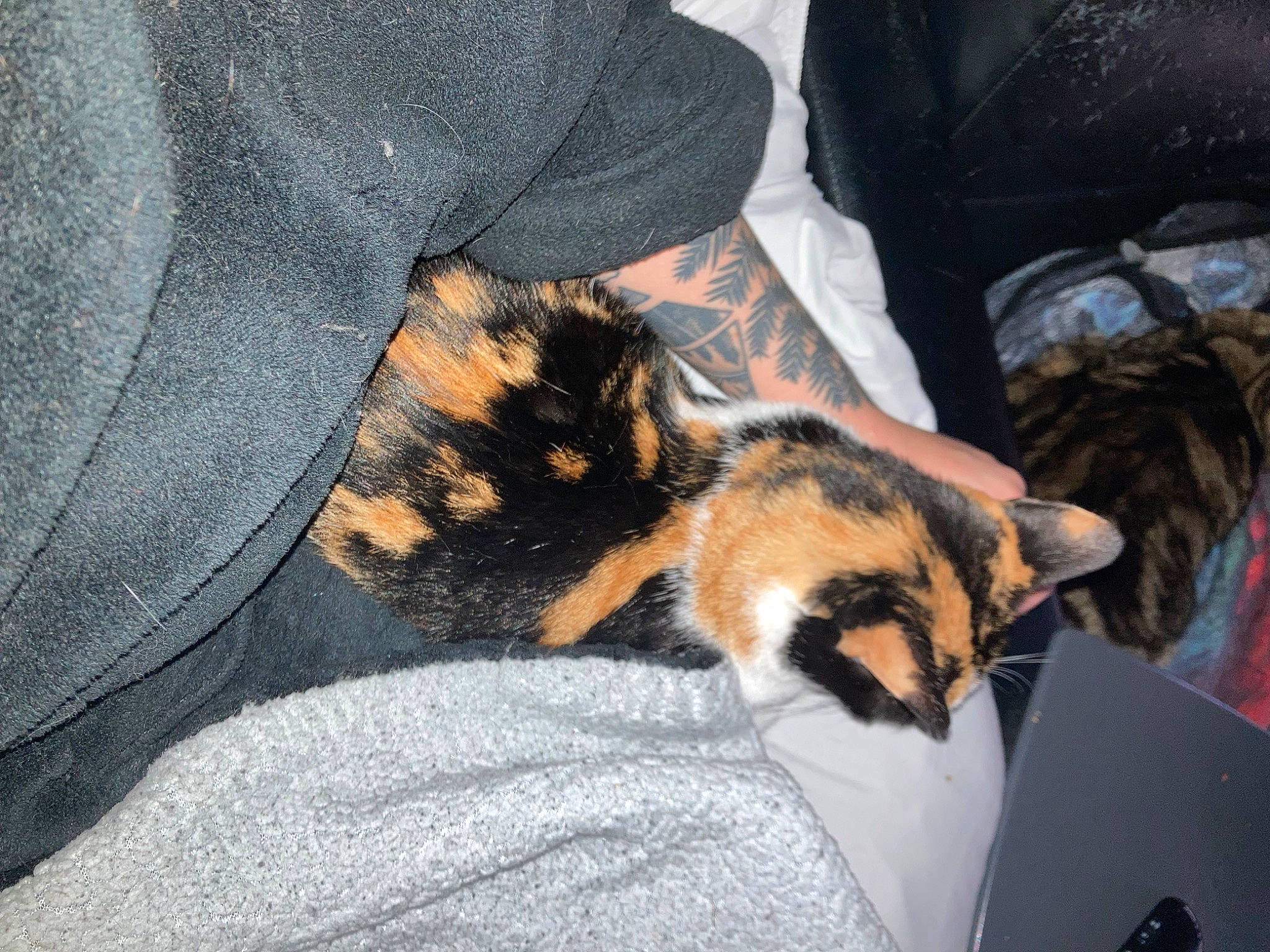 Coraline joined the competition — help win amazing prizes! carnivore, cat, comfort, companion_dog, denim, dog_breed, domestic_short_haired_cat, fawn, felidae, fur, hat, human_leg, linens, pattern, paw, sleeve, small_to_medium_sized_cats, tail, thigh, whiskers