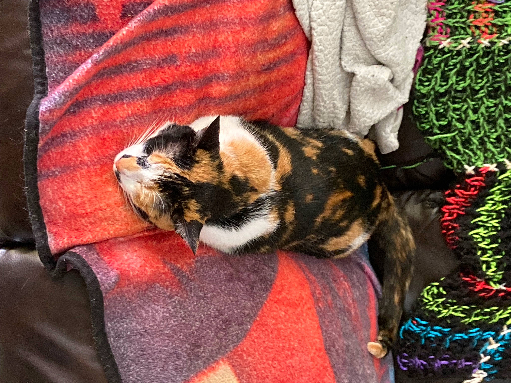 Coraline is registered to the contest to win money with this photo: canidae, carnivore, cat, claw, comfort, companion_dog, domestic_short_haired_cat, fawn, felidae, fur, human_leg, pattern, paw, small_to_medium_sized_cats, snout, sporting_group, tail, terrestrial_animal, textile, whiskers