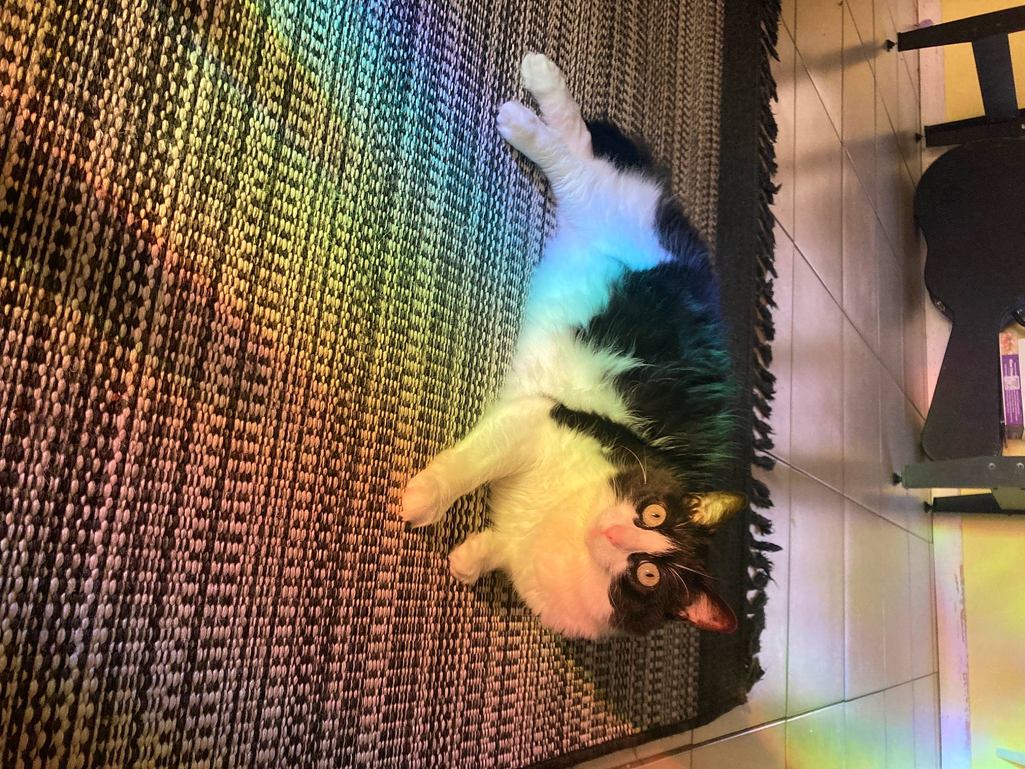 Skunk joined the competition — help win amazing prizes! art, canidae, carnivore, cat, companion_dog, dog_breed, domestic_short_haired_cat, felidae, flooring, fur, paw, room, small_to_medium_sized_cats, sporting_group, tail, textile, visual_arts, whiskers, window, wood